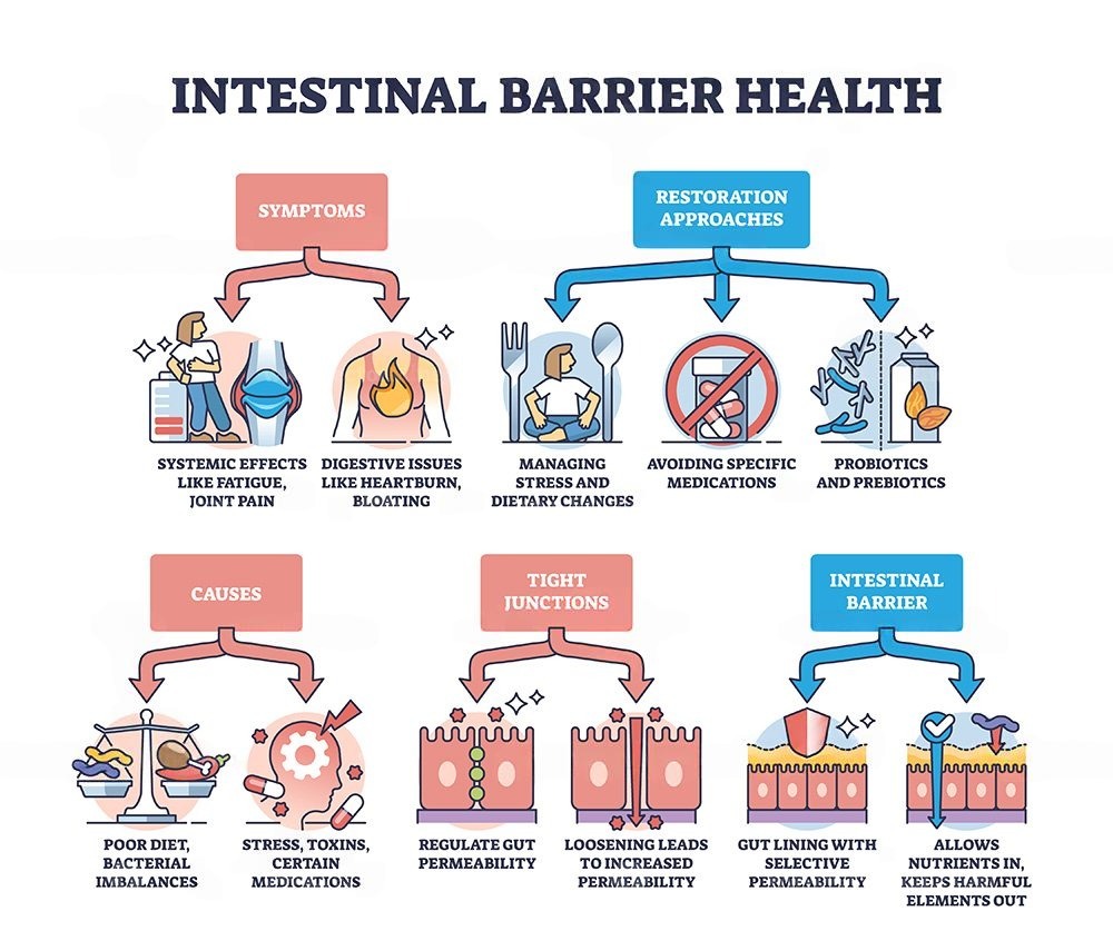 intestinal-barrier-health-leaky-gut-syndrome